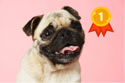 Image of Oops, that's a Pug