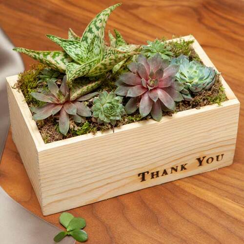 Olive & Cocoa Thank You Succulent image thumbnail