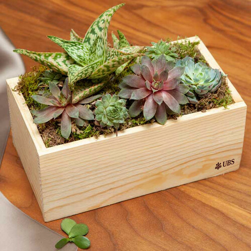 Olive & Cocoa Thank You Succulent image thumbnail