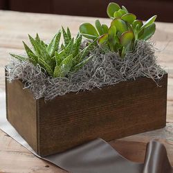 Image of Olive & Cocoa – Duet Succulent Trough